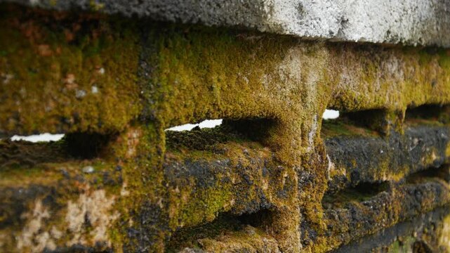 Old weathered concrete ventilation block wall covered with green moss and brown lichen closeup texture background decay