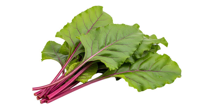 Fresh beet greens with vibrant purple stems, organic beetroot leaves isolated on white, raw healthy chard foliage for culinary cooking and nutrition