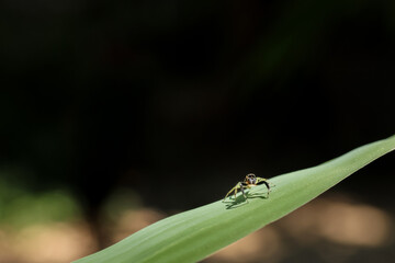 Naklejka premium Close up macro photograph featuring small brown jumping spider resting peacefully vibrant green grass blade against dark blurred background capturing natural curiosity and quiet beauty of wildlife