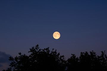 Fototapeta premium Full Moon on a twilight sky with tree silhouettes.
