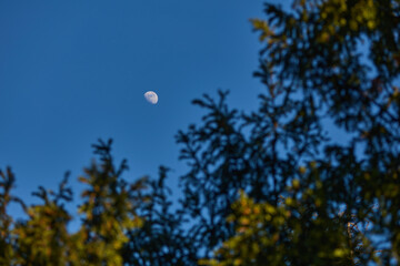 Fototapeta premium Waxing gibbous Moon with tree silhouettes on a daylight blue sky.