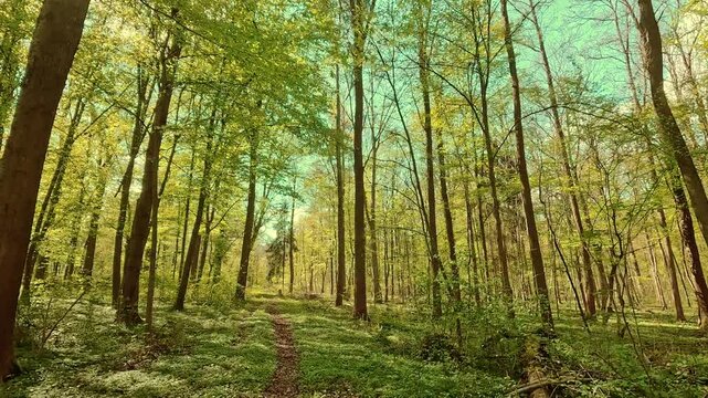 Springtime mood in the forest, walking on forest paths