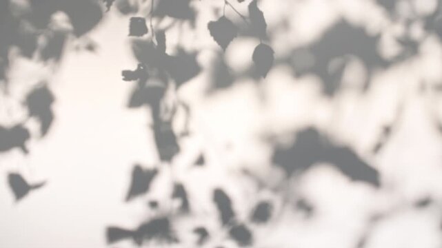 Soft light and shadows from tree branches, plant, foliage and leaves. Morning sunlight and tree shadows blowing by wind reflecting on wall. Summer concept. Product, advertising. . High quality 4k