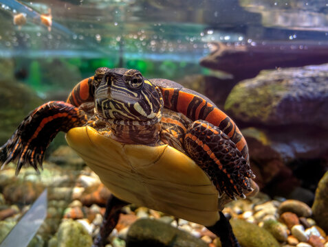 Red-eared slider turtle swimming in aquarium tank, closeup underwater view
