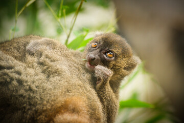 Fototapeta premium Portrait of a cute bamboo lemur baby sitting on its mother's back and eating bamboo | Prolemur simus