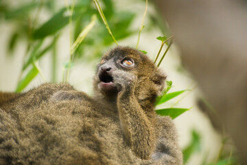 Fototapeta premium Portrait of a cute bamboo lemur baby sitting on its mother's back and eating bamboo | Prolemur simus