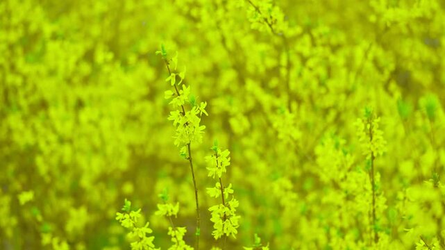 Winter jasmine flowers in spring.