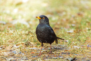 Obraz premium Blackbird on the grass in a spring park.