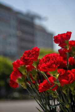 View of vibrant red carnations in full bloom with a blurred city building in the background under a clear blue sky.