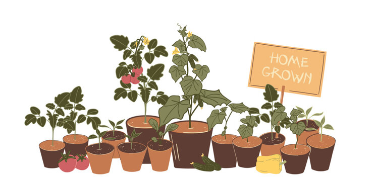 Potted Vegetable Seedlings and Sign Vector Set