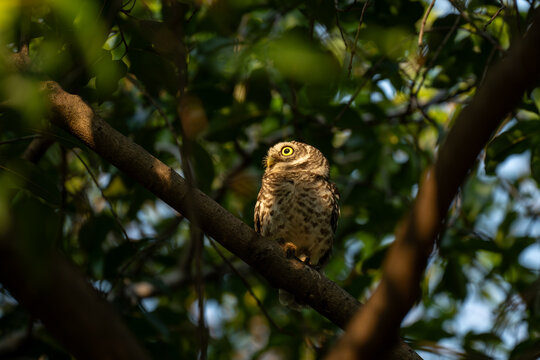 Spotted Owlet