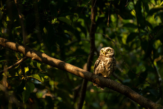 Spotted Owlet