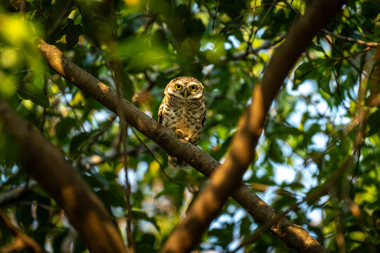 Spotted Owlet