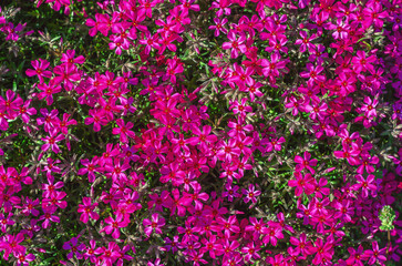 Obraz premium Pink phlox awl-shaped, flowering. Ground cover plant, comes in different colors. Garden design.
