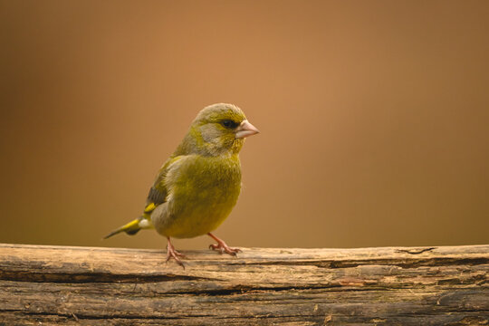 European greenfinch with catchlight on horizontal log