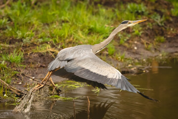 Fototapeta premium Grey heron takes off splashing from lake