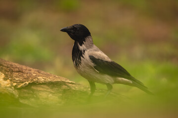 Obraz premium Hooded crow stands on log with catchlight