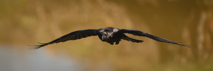 Obraz premium Panorama of common raven flying across lake