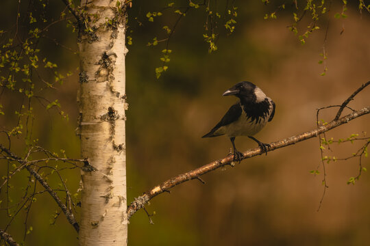 Hooded crow turns head on silver birch