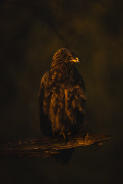 Lesser spotted eagle on branch with catchlight