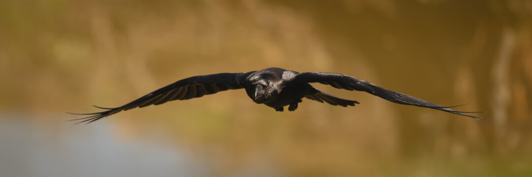 Panorama of common raven flying across lake