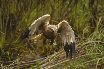 Fototapeta premium Western marsh harrier taking off toward camera