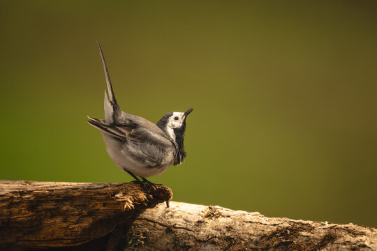 White wagtail with catchlight doing mating dance