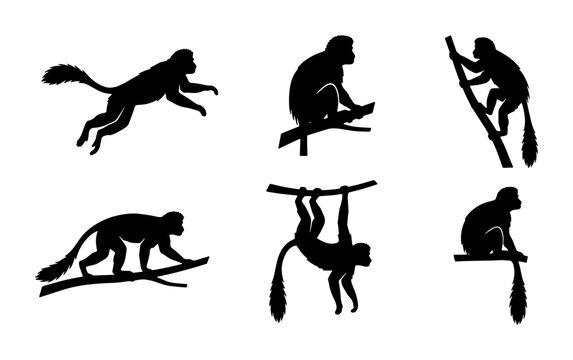 Silhouette Monkey Vector Icons, Primate Wildlife Poses, Jungle Animal Graphics, Black and White Wildlife Set
