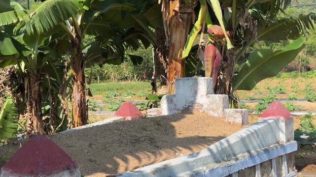 A decorated Buddhist grave stands beside banana plants with a hanging banana flower near the monument surrounded by vegetation typical for a rural cemetery area. Memorial structure.