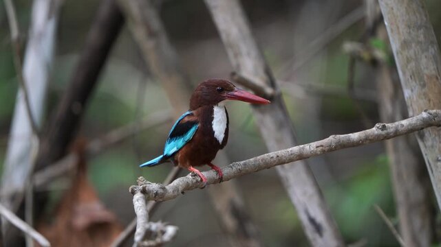 White-throated Kingfisher birds in Thailand and South-east Asia. 