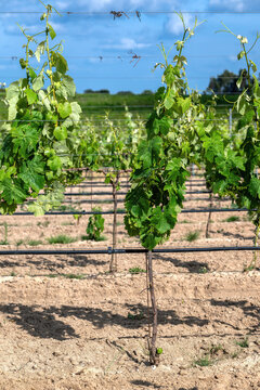 View of young grapevines growing in rows with lush green leaves and irrigation systems in a sunny vineyard Setubal, Setubal, Portugal.