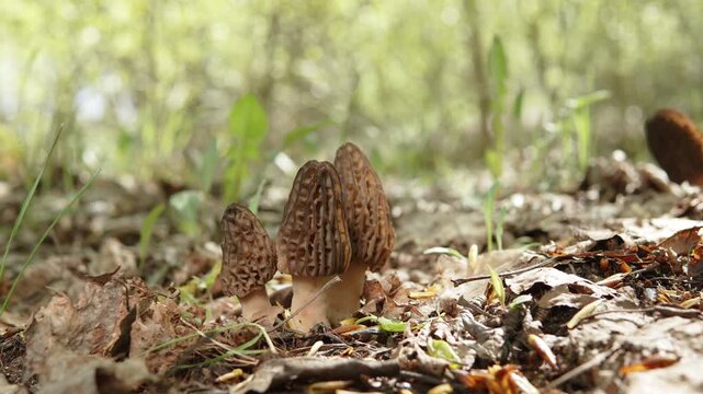 Family of morel mushrooms growing in group on sunny forest glade, gimbal shot. Delicacy mushrooms with wrinkled caps in wild natural growing conditions in warm sunny light, arc shot.