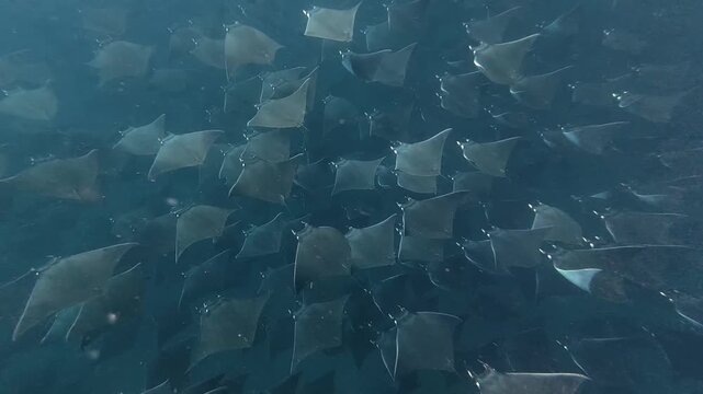 Massive School Of Munk's Devil Rays Swimming In Ocean