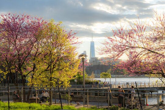 View of blooming spring trees and people relaxing in a waterfront park with the Manhattan skyline and One World Trade Center in the distance Kings County, New York, United States.