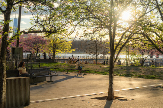 View of people relaxing in a Williamsburg waterfront park with blooming trees and the Manhattan skyline during golden hour in Kings County, New York, United States.