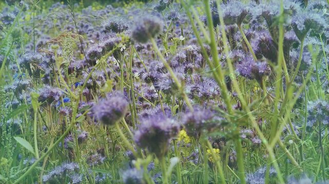 Mild breeze nudging purple globes and slender stems swaying while focus shifting revealing depth