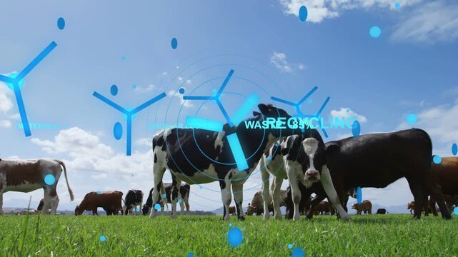 Dairy cows grazing while blue HUD appearing from left, drifting closer, showing recycling -85%
