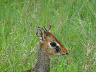 Dik-dik  in Seregenti National Park, Tanzania © Aurora
