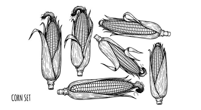 Corn set with detailed illustrations of ears of corn in various orientations featuring black and white, hand-drawn, sketch with agricultural and
