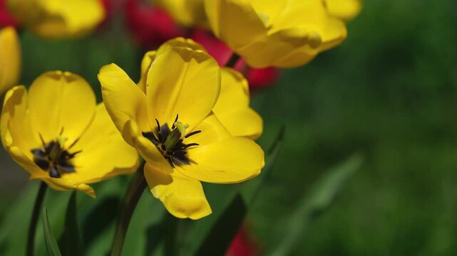 Yellow tulips with open petals blooming in a spring garden. Close-up