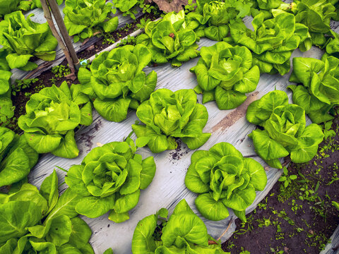 Close up fresh organic hydroponic vegetable plantation produce red green salad hydroponic cultivate farm. Red oak lettuce salad in green Organic plantation Farm. Salad farm vegetable red oak