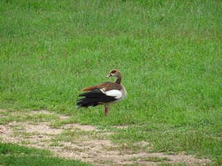 Egyptian goose (Alopochen aegyptiaca) - Serengeti, Tanzania © Aurora