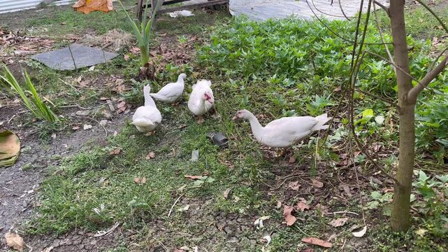 Flock of White Geese Walking on Grass in Rural Farm