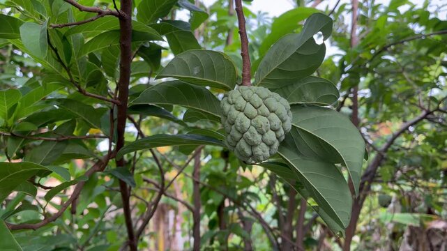 Sugar Apple Fruit Hanging on Tree Branch
