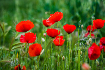 Fototapeta premium Red poppy flowers in green field with blurred natural background and soft light.