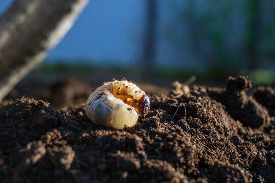 Large white grub larva of chafer beetle on dark fertile soil. Macro photo of a C-shaped white larva found during garden digging. It lies on top of dark, rich earth with a blurred natural background