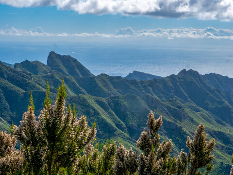 In the foreground, Canary Island heath (Erica canariensis). In the background, the Anaga Mountains.