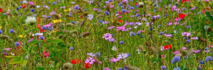 Fototapeta premium Colorful wildflowers bloom in a field during a sunny day in springtime