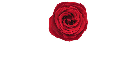 Fototapeta premium 赤い薔薇の花 背景透過 マクロ