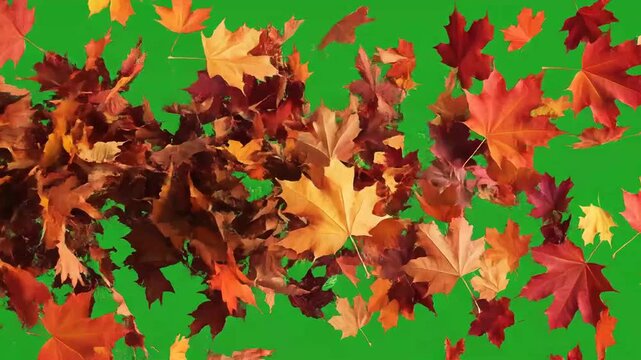 Falling Autumn Leaves on Green Screen Background 1.